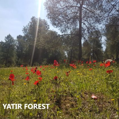 YATIR FOREST